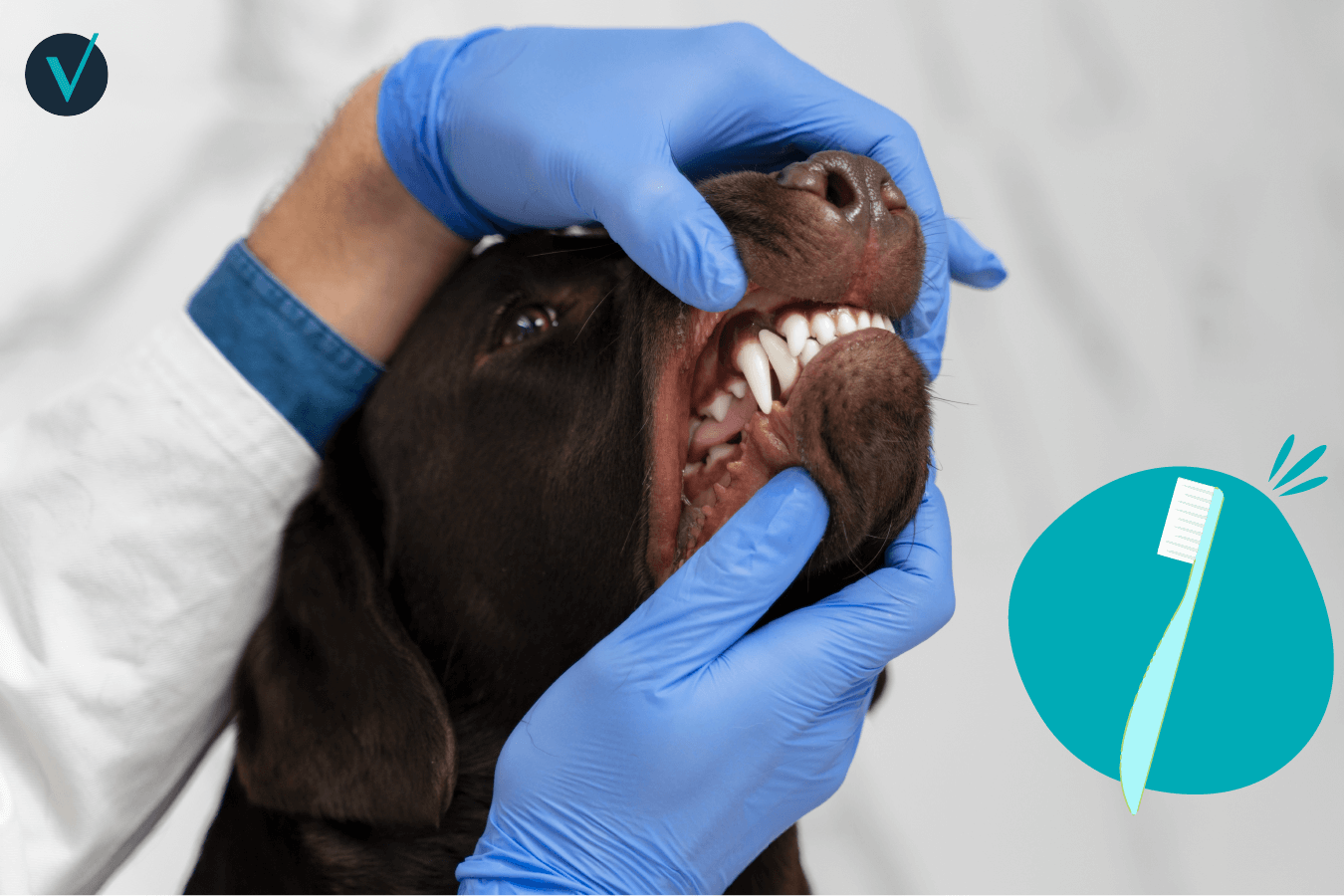 Visuel article hygiène dentaire du chien 2 (1)