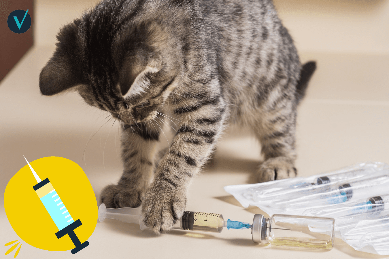 Visuel article vaccination (1)