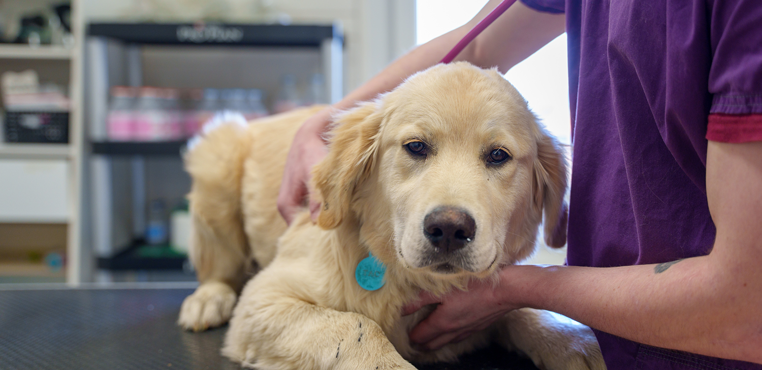 colombey les belles mon véto