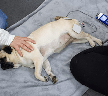 electrostimulation monveto