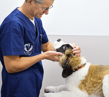 ophtalmologie monveto