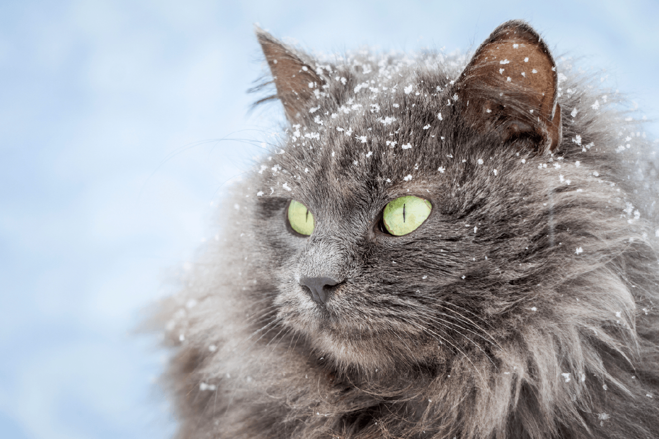 visuel article affronter le froid 02