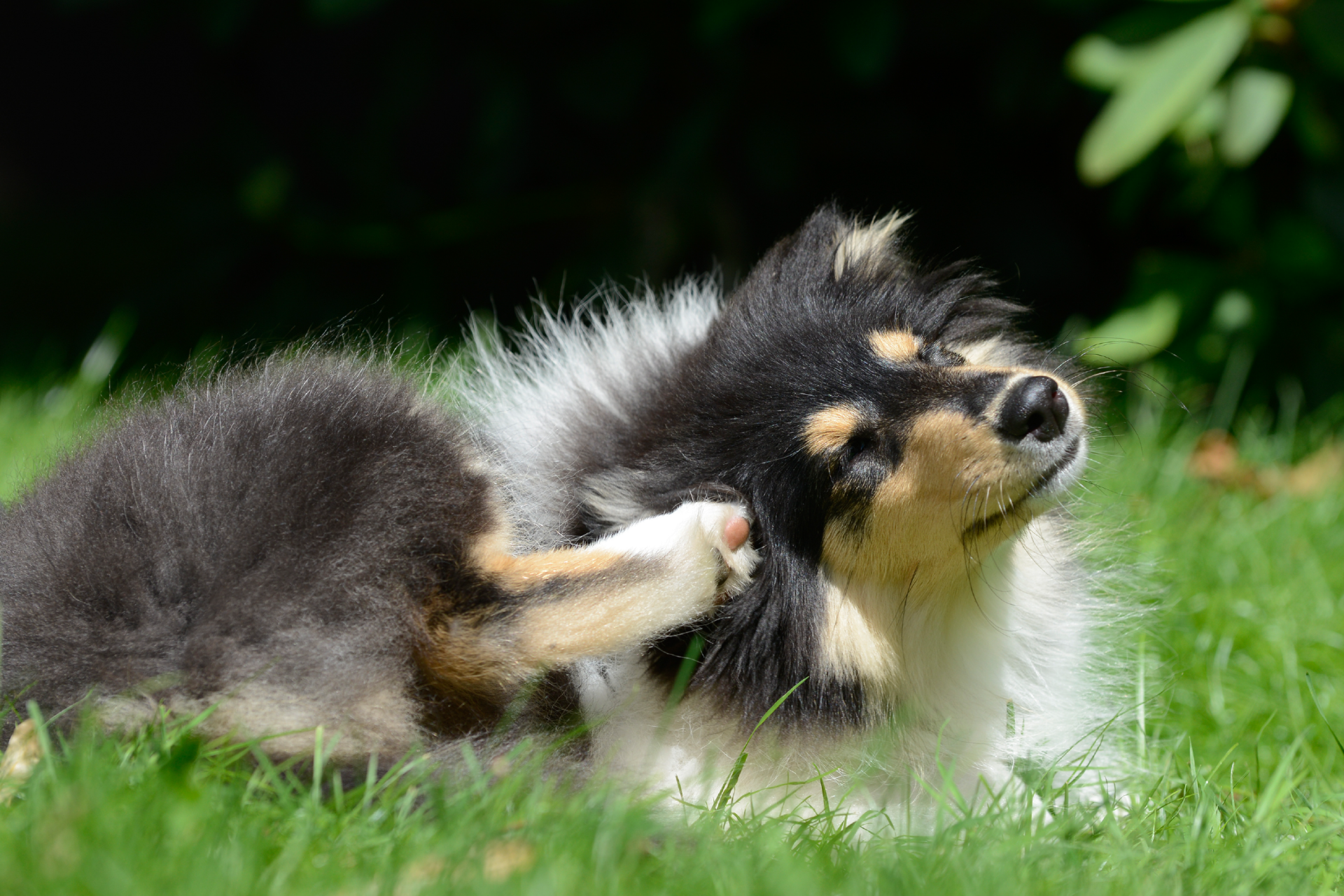 visuel 2 maladies courantes chez le chien 02