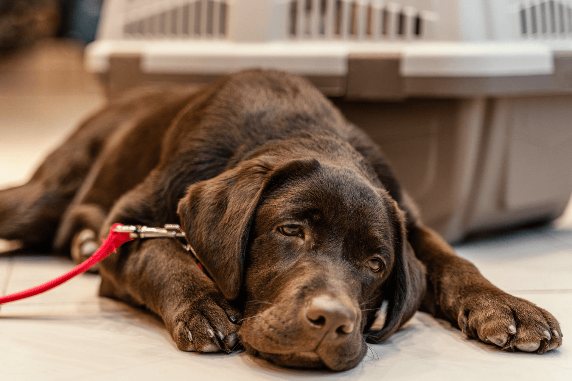 visuel 3 maladies courantes chez le chien 03