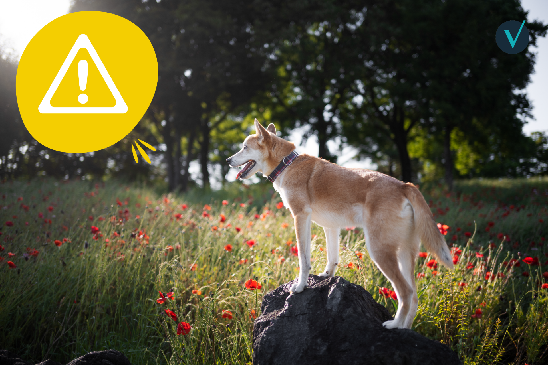 visuel 1 article les risques au printemps