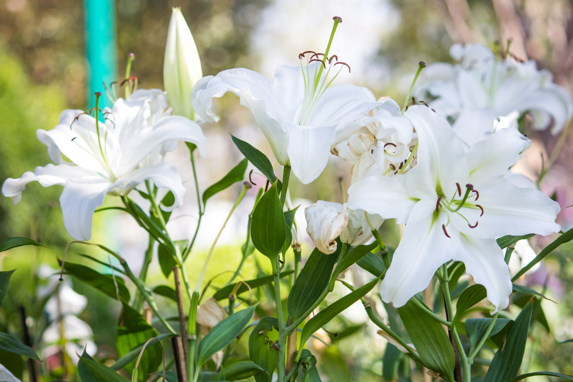 visuel 10 article les risques au printemps