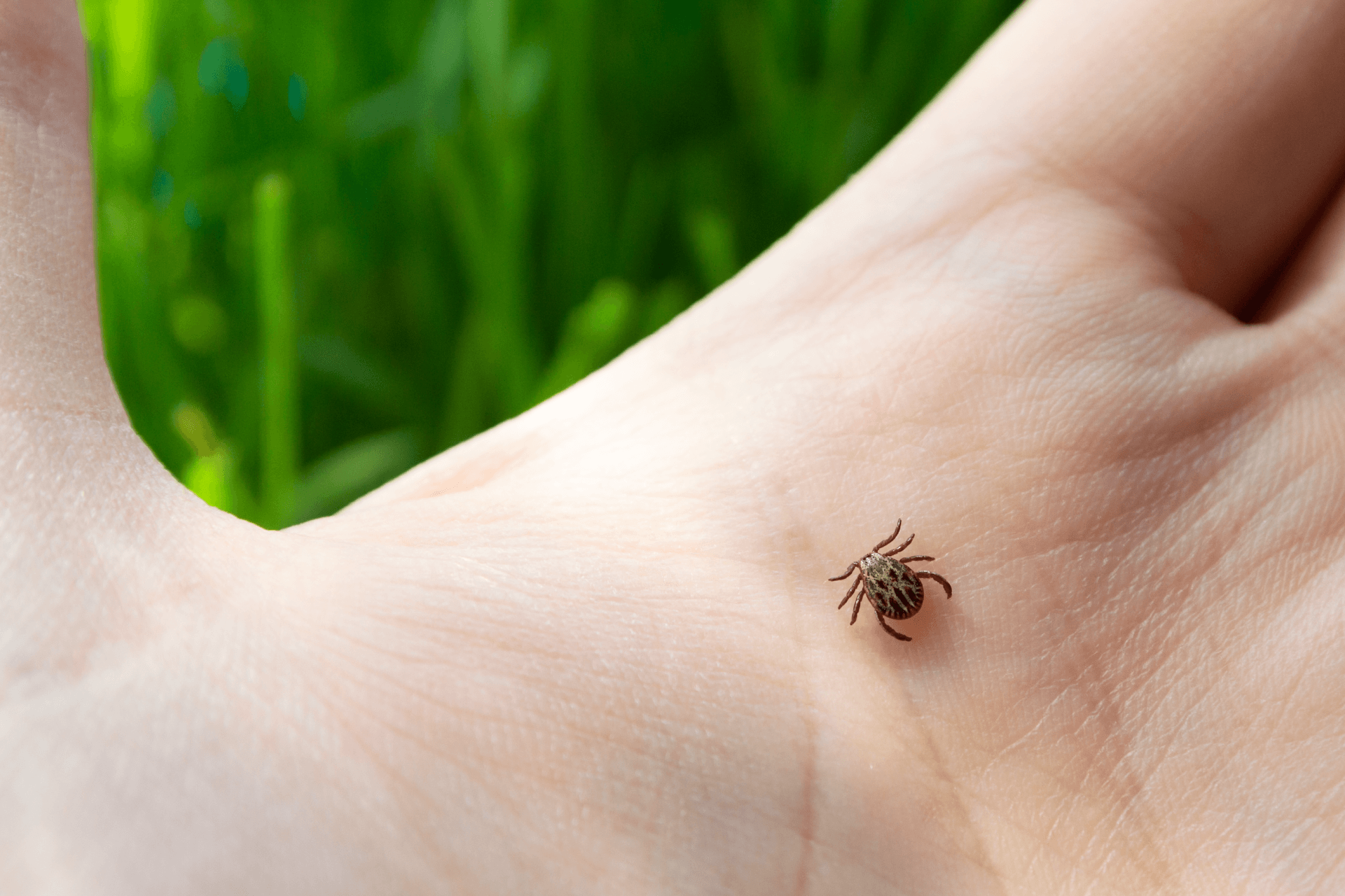 visuel 2 article les risques au printemps