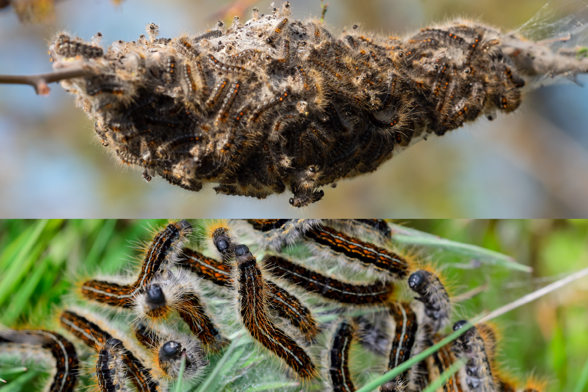 visuel 3 article les risques au printemps