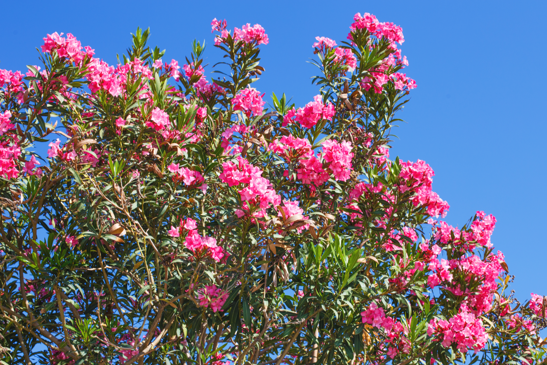 visuel 5 article les risques au printemps