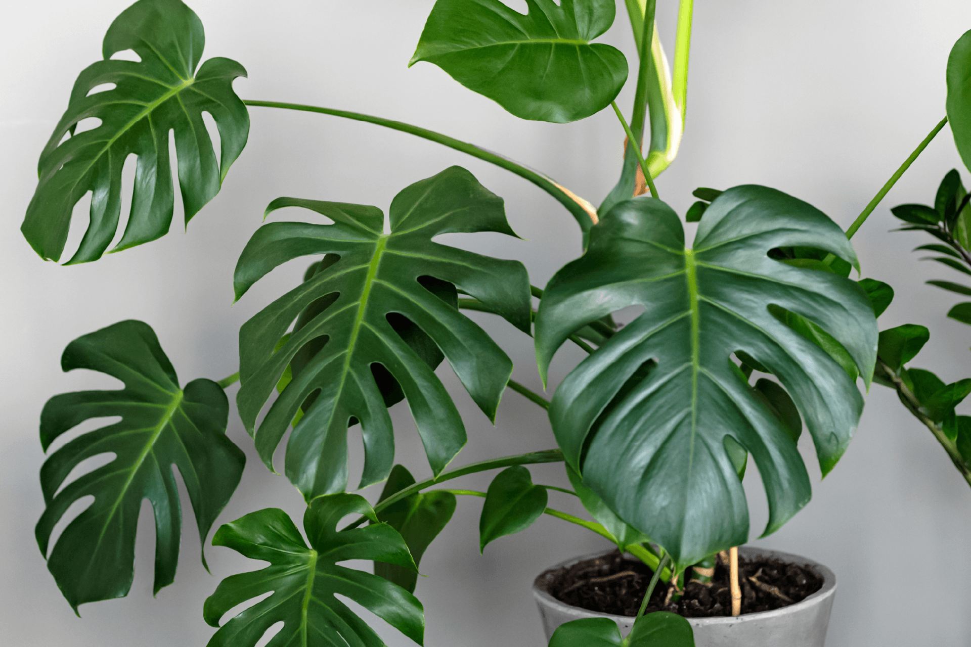 visuel 7 article les risques au printemps