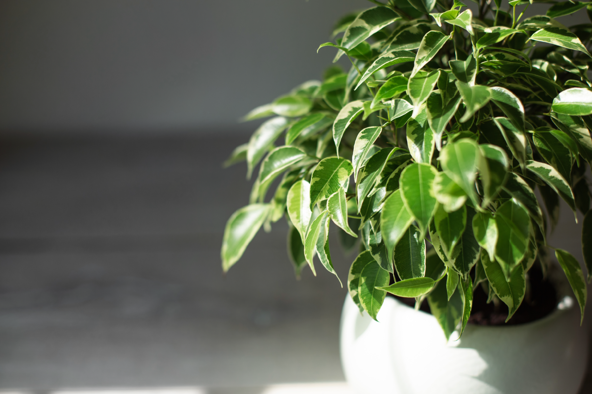 visuel 8 article les risques au printemps