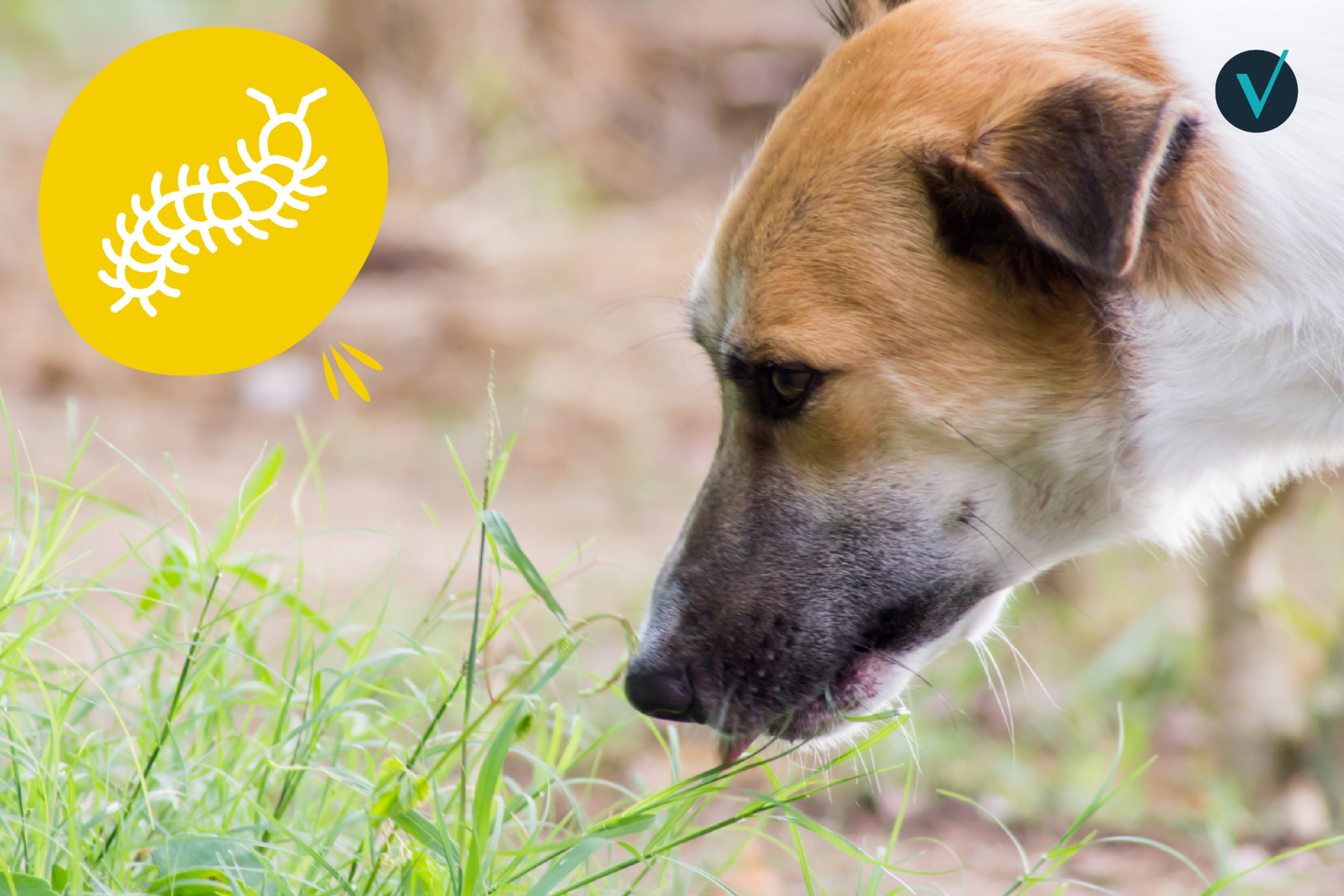 template visuels articles