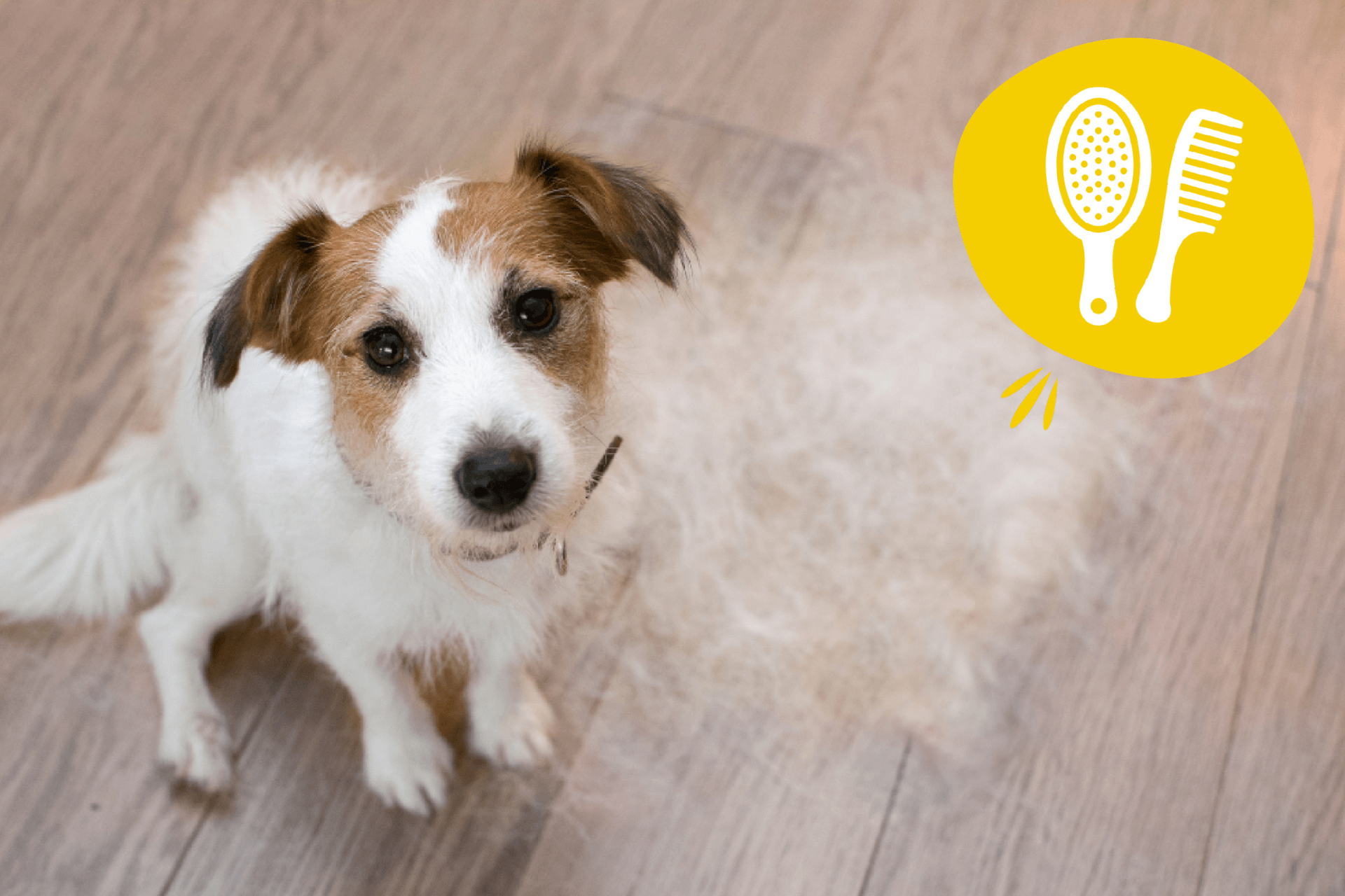 visuel 1 mue des animaux