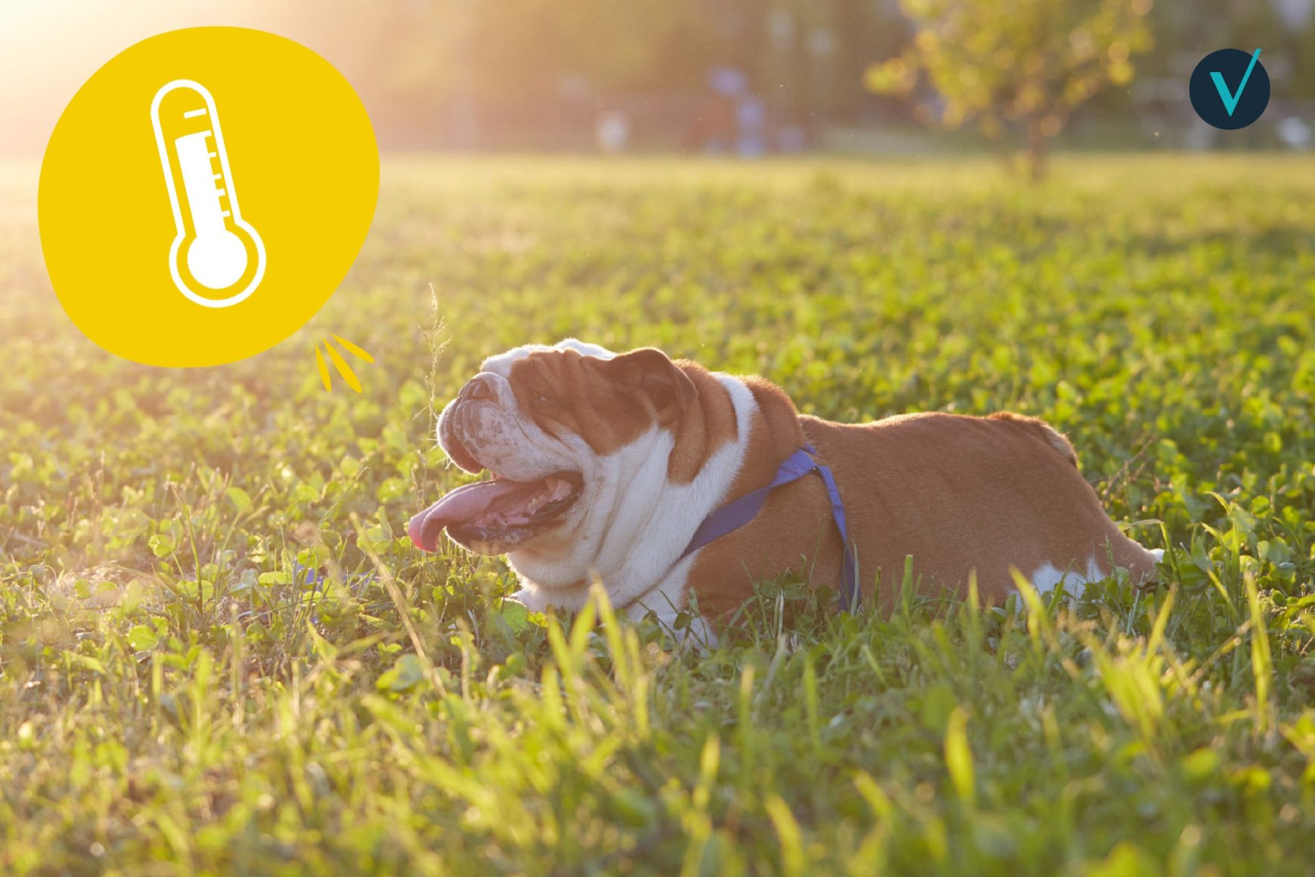 visuel 1 coup de chaleur