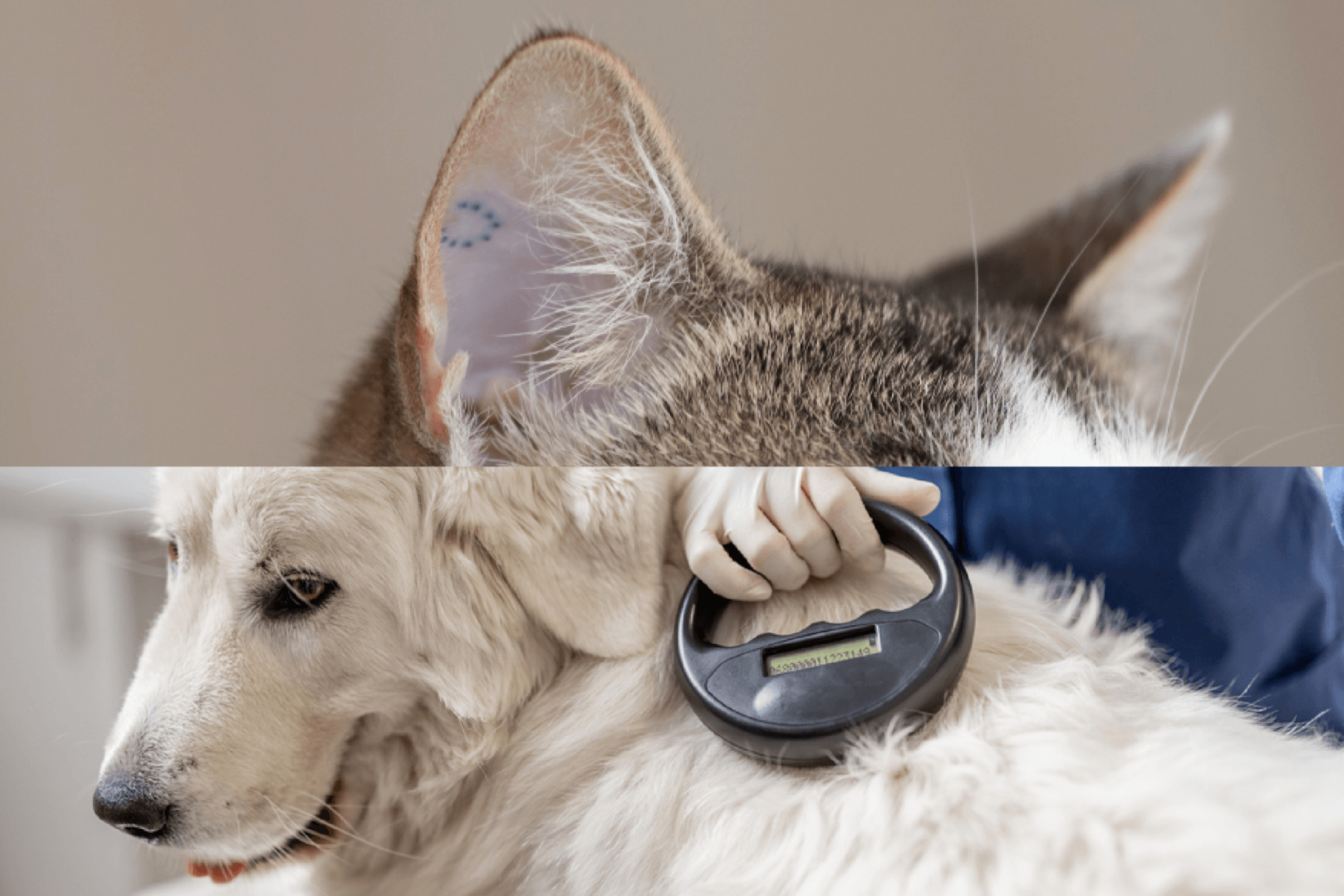 visuel 2 article identification