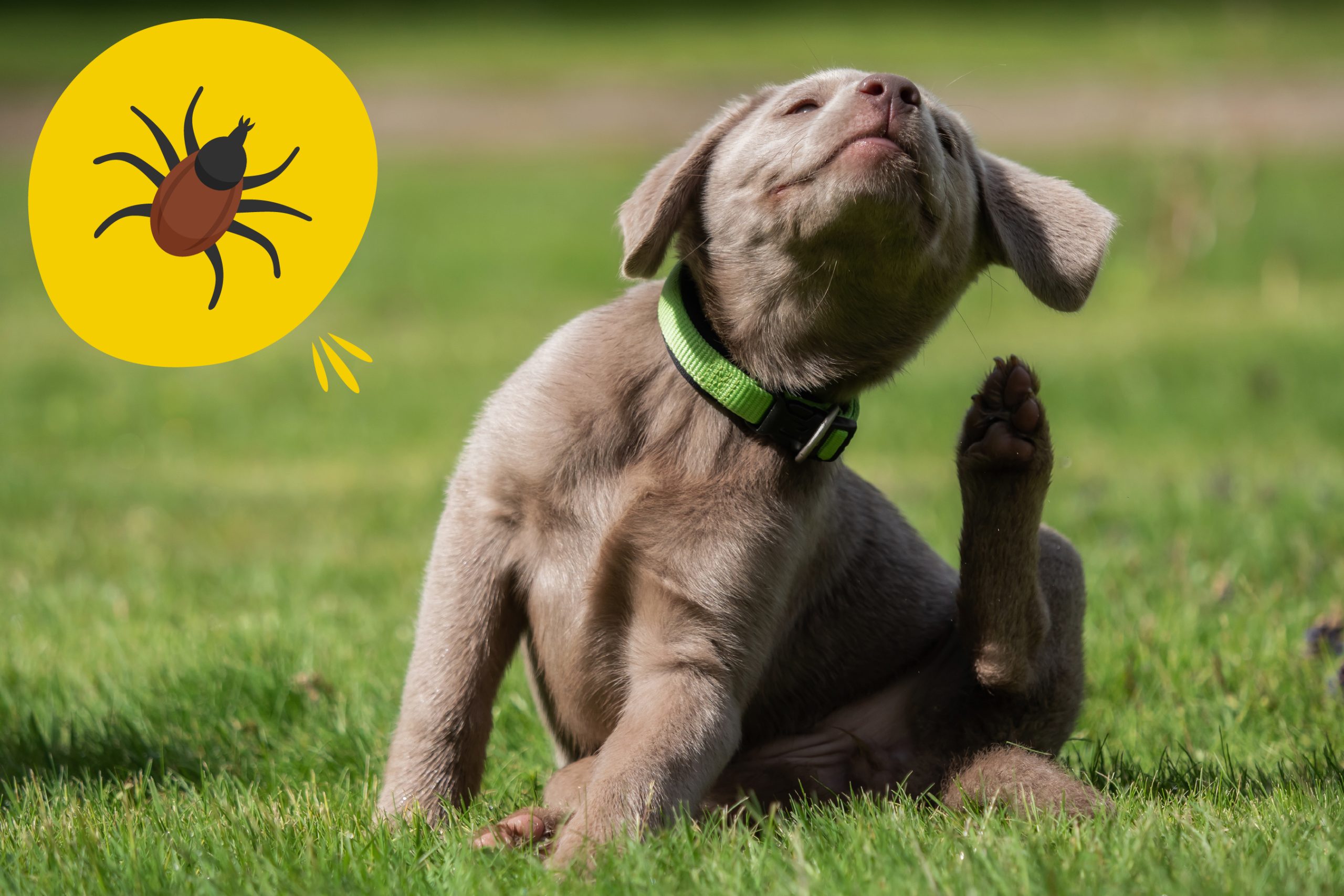 template visuels articles 06