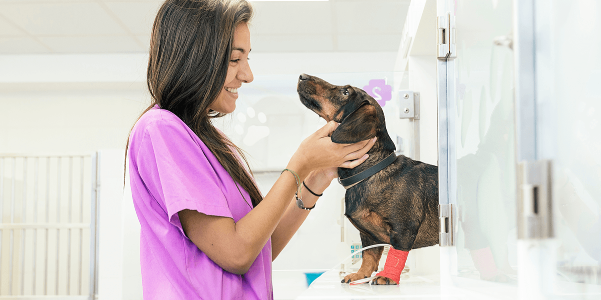 mon véto cliniques veterinaires